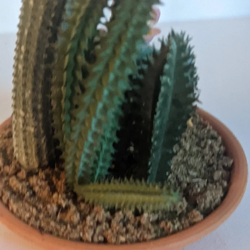 NEW Ashland Faux Multi Cactus Plant Floral Succulent Michael's Desert Summer NWT